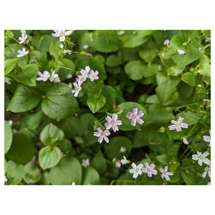 White Claytonia sibirica – Non-GMO Heirloom Flower Seeds for Planting | Neera Seeds product photo [neera-v4-963df037ec8a9635f6c5]