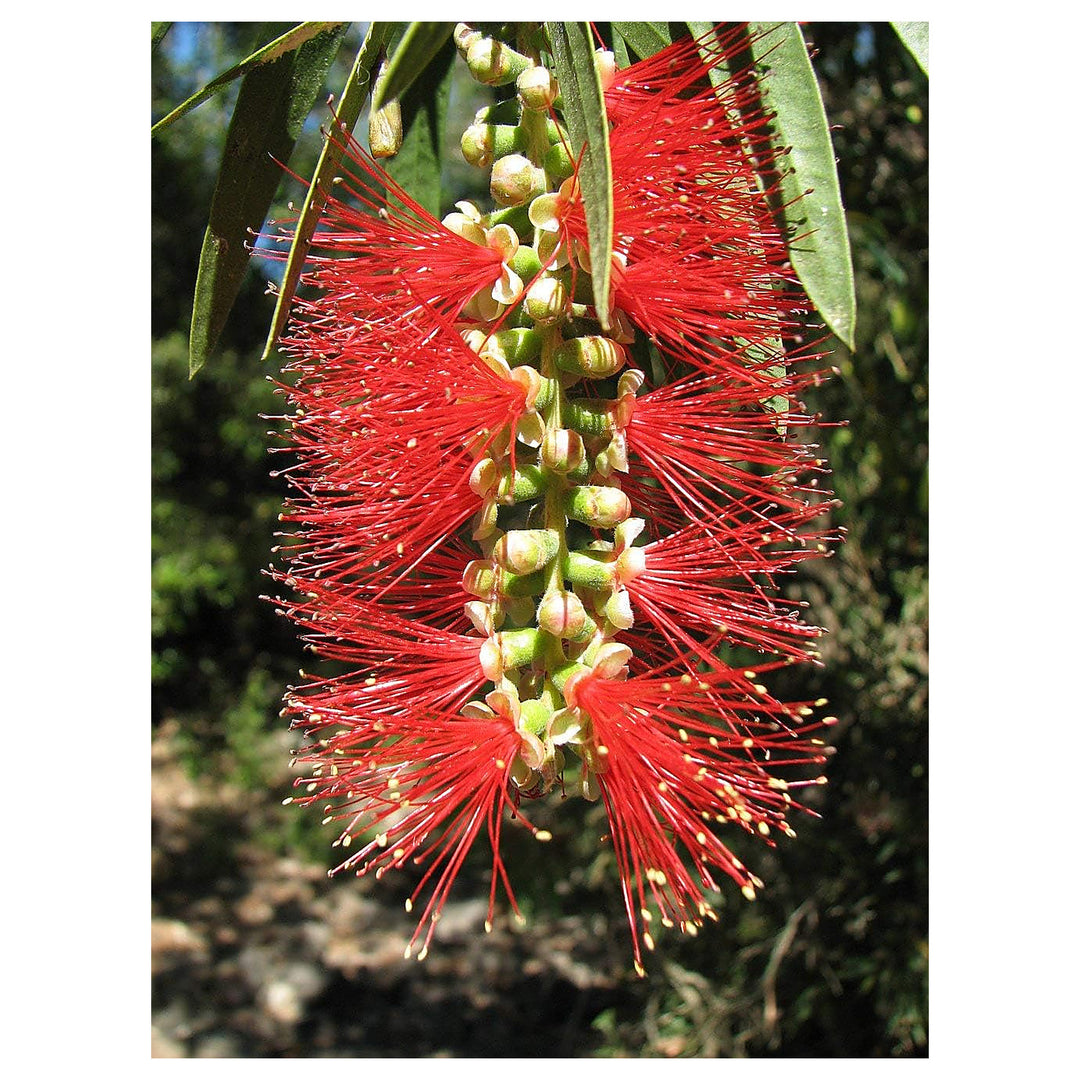Heirloom Non-GMO Bottle Brush Flower Seeds for Planting – Vibrant GreenWill Garden Blooms | High Germination | Neera Seeds product photo [neera-v4-963e4d5bb028931b9b5f]