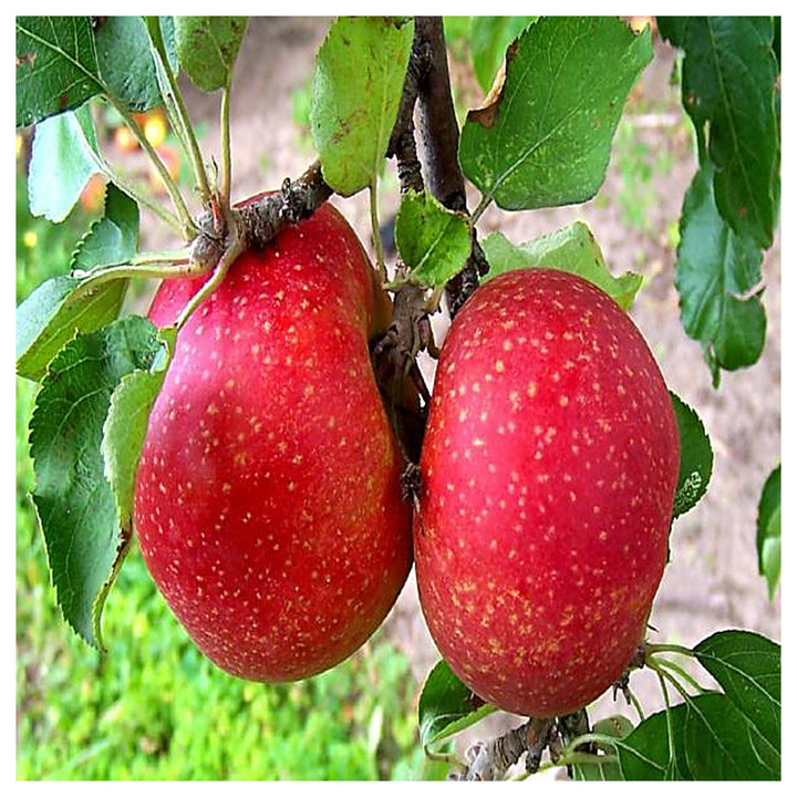 Esopus Spitzenburg Apple Fruit Seeds – Grow Fresh, Crisp Green Apples in Your Backyard, Heirloom &amp; Non-GMO Seeds | Neera Seeds product photo [neera-v4-96428fb6f108136447a3]