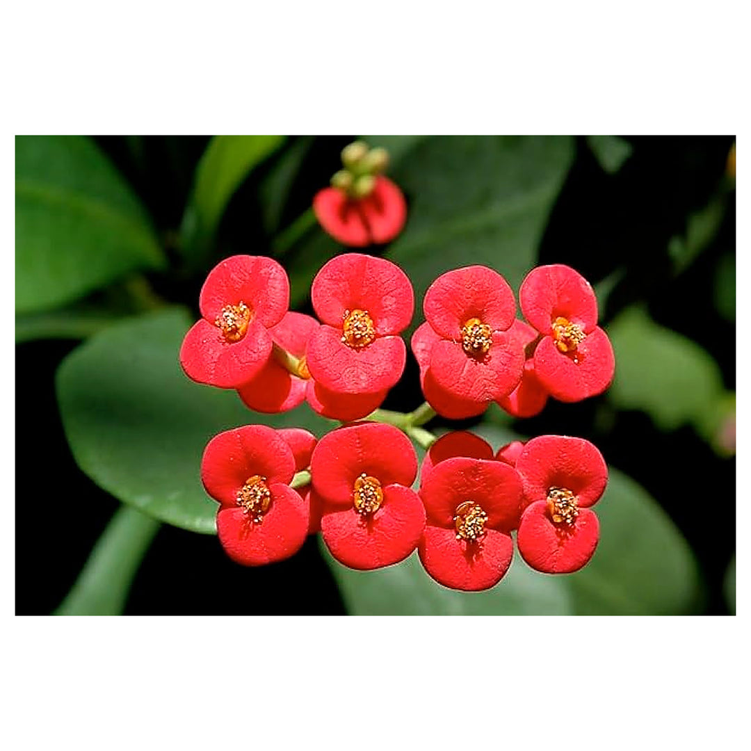 Deep Red Euphorbia Milii Flower Seeds for Planting – Heirloom, Non-GMO, High Germination Organic Garden Seeds | Neera Seeds product photo [neera-v4-964b6615881338a0fd86]