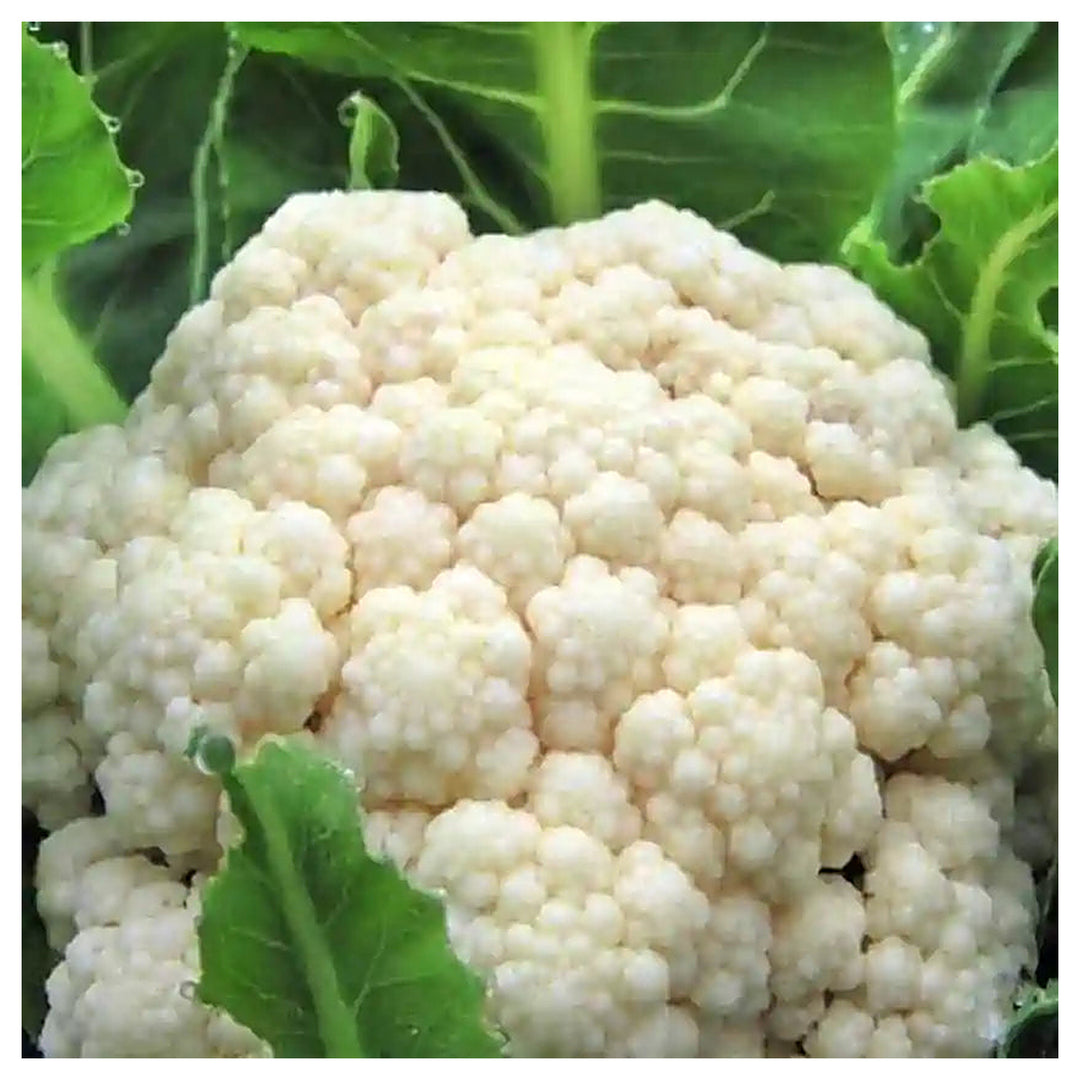 Indian Temperate Cauliflower Seeds for Planting – High-Yield, Non-GMO Vegetable Seeds for Home Garden & Commercial  | Neera Seeds product photo [neera-v4-96526f1ee2d2efc563e7]