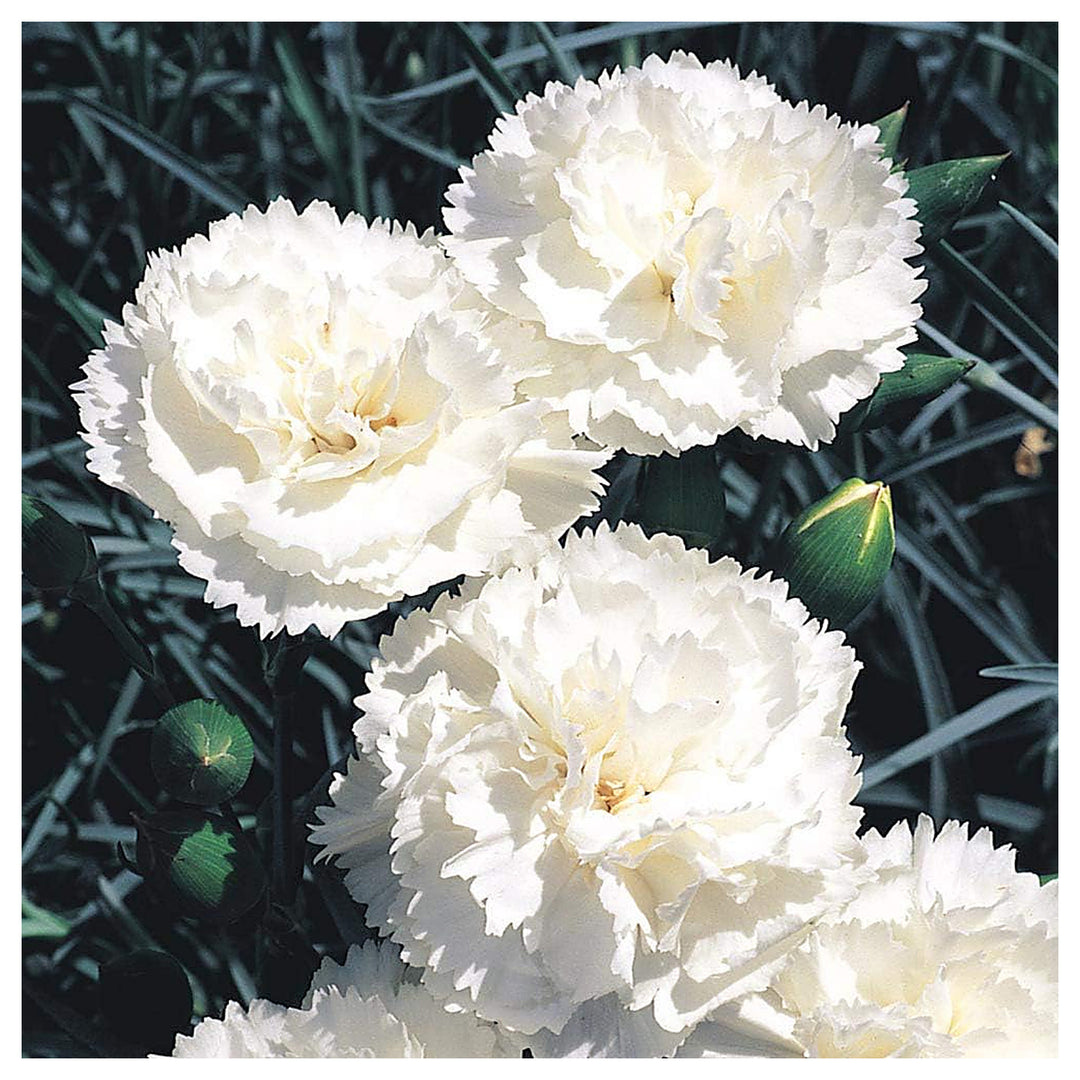 White Carnation Flower Seeds for Planting – Heirloom Non-GMO, High Germination Garden Blooms | Neera Seeds product photo [neera-v4-965dbf476098f694a66a]