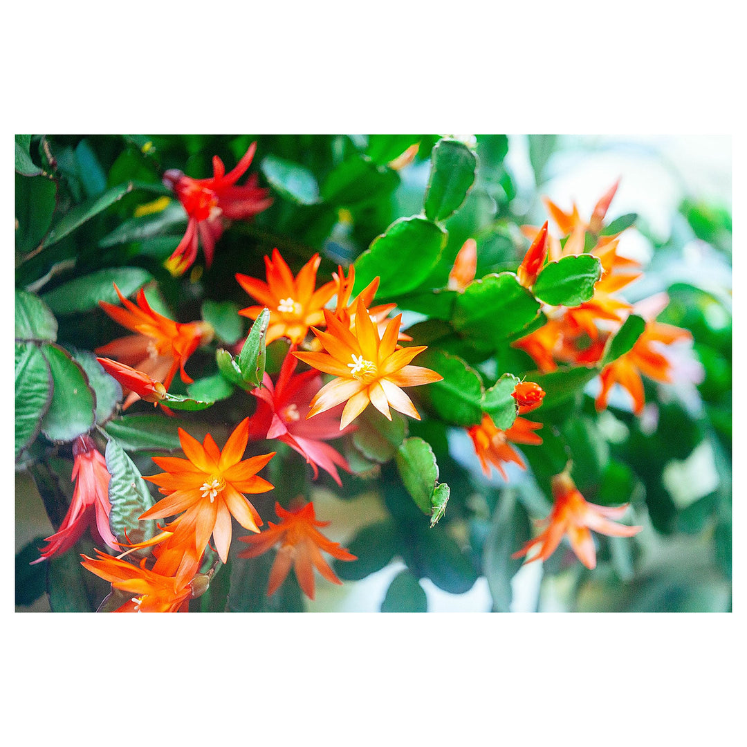 Schlumbergera Flower Seeds for Planting – Heirloom Non-GMO 100 pcs Organic Garden Blooms | Neera Seeds product photo [neera-v4-965f76a048bf42d238ee]