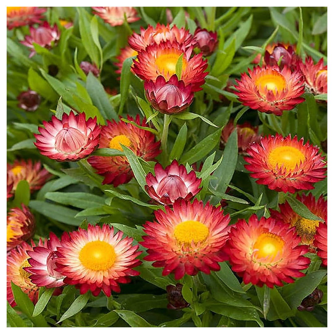 Red Helichrysum Scarlet Vibrant Blooms In Your Garden Flower Seeds Home Garden Planting, | Neera Seeds product photo [neera-v4-9663f7179db7683732e9]