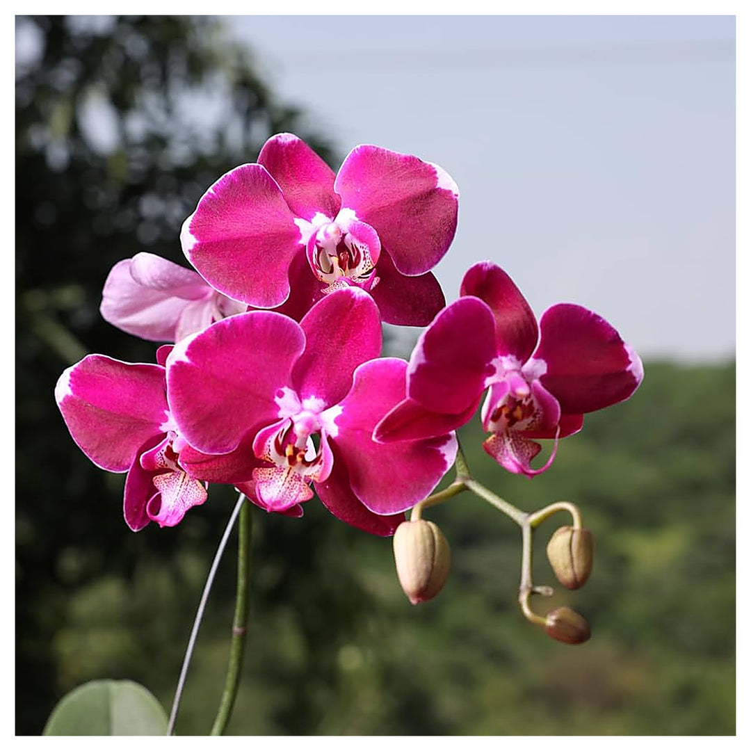 Mini Phalaenopsis Orchid Plants Flower Planting Home Garden And Interior Decoration Flower | Neera Seeds product photo [neera-v4-9665db0c0a497d8eaa7f]