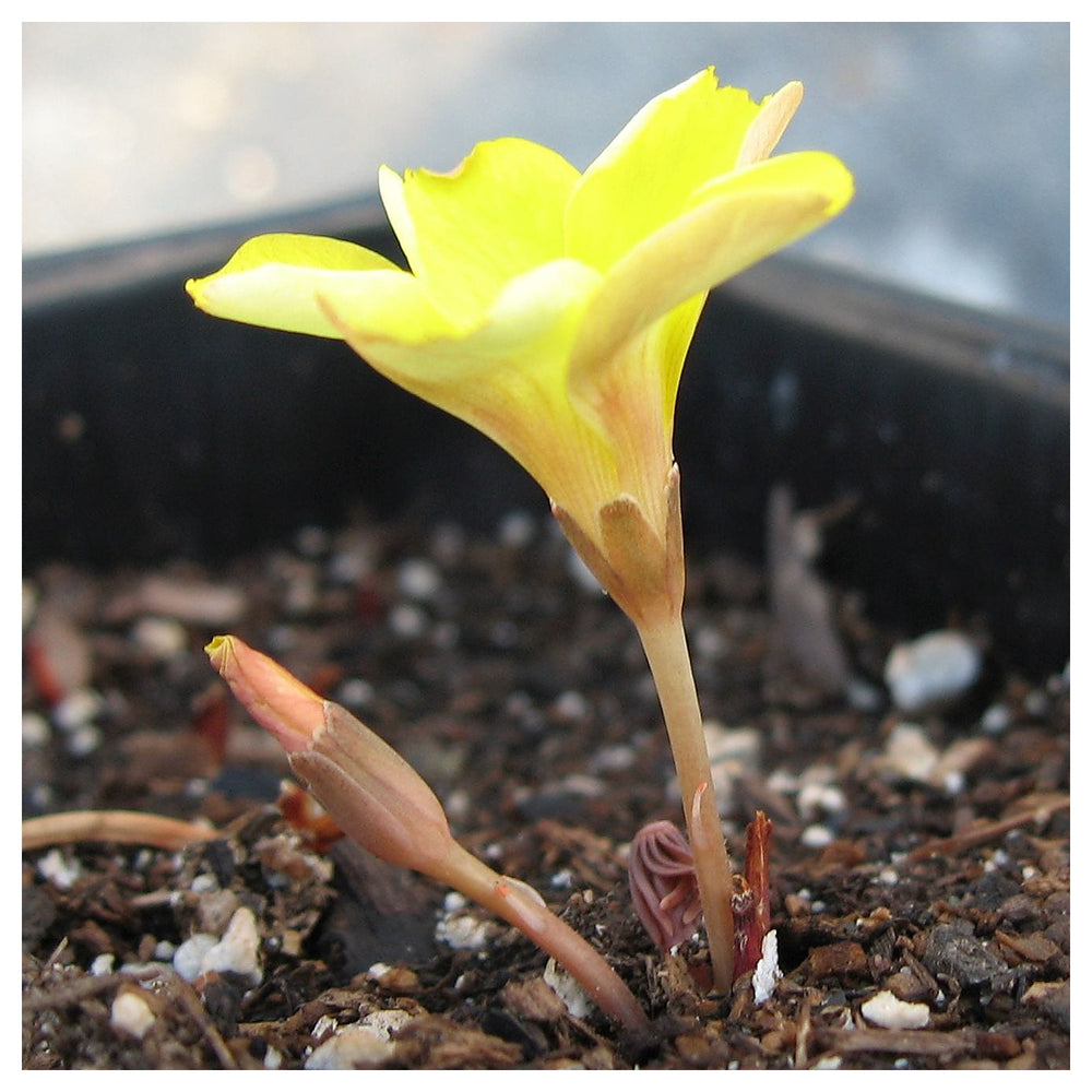 African Oxalis Flower Seeds for Planting – Heirloom, Non-GMO, High Germination Vibrant Garden Blooms | Neera Seeds product photo [neera-v4-9667c5ed99cd6cc31f34]