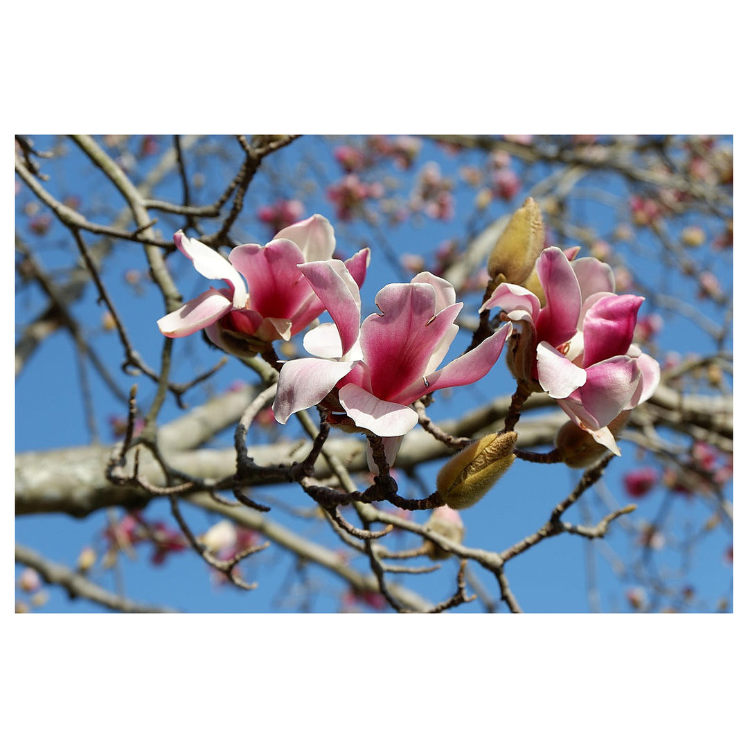 Heirloom Non-GMO Pink White Yulan Flower Seeds – Seeds for Planting | High Germination Organic Garden Seeds | Neera Seeds product photo [neera-v4-96736ab0c958393fcb51]