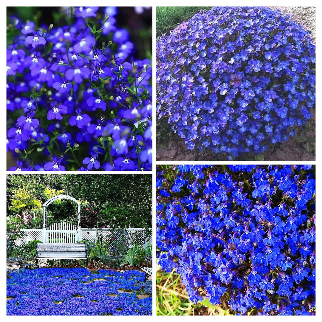 Blue Creeping Thyme Flower Seeds for Planting – Heirloom Non-GMO Seeds with High Germination for Organic Garden Gro | Neera Seeds product photo [neera-v4-9685020be7806e3635b1]