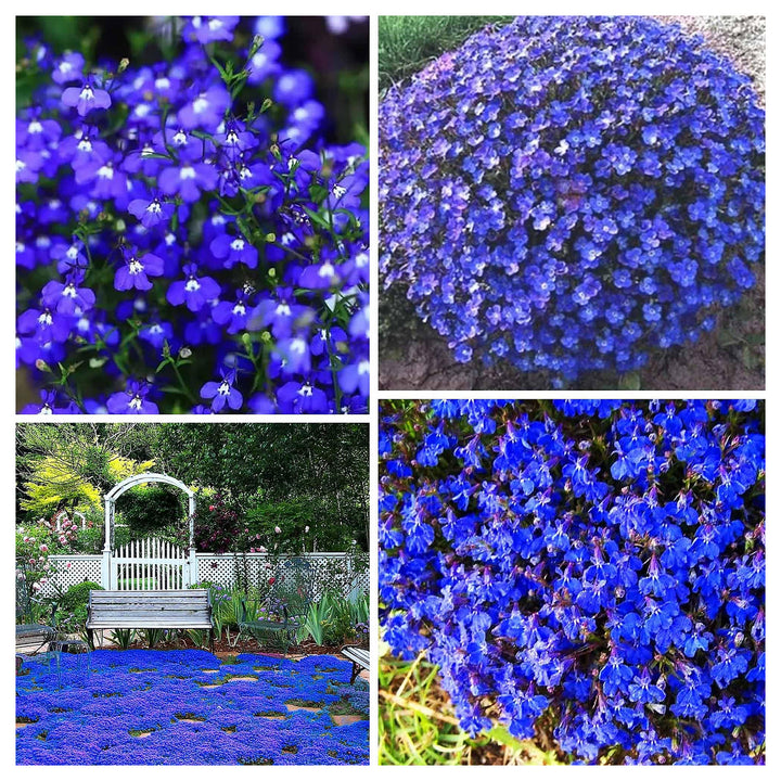 Blue Creeping Thyme Flower Seeds for Planting – Heirloom Non-GMO Seeds with High Germination for Organic Garden Gro | Neera Seeds product photo [neera-v4-9685020be7806e3635b1]