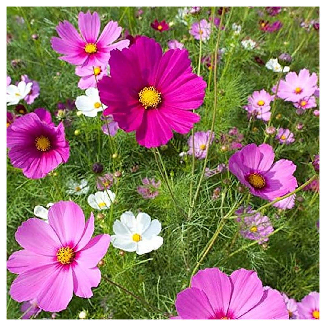 Cosmos Pinkie Planting Cosmos Bipinnatus Flower Beds And Borders Flower Seeds Home | Neera Seeds product photo [neera-v4-9688dbe17bbe20b4c932]
