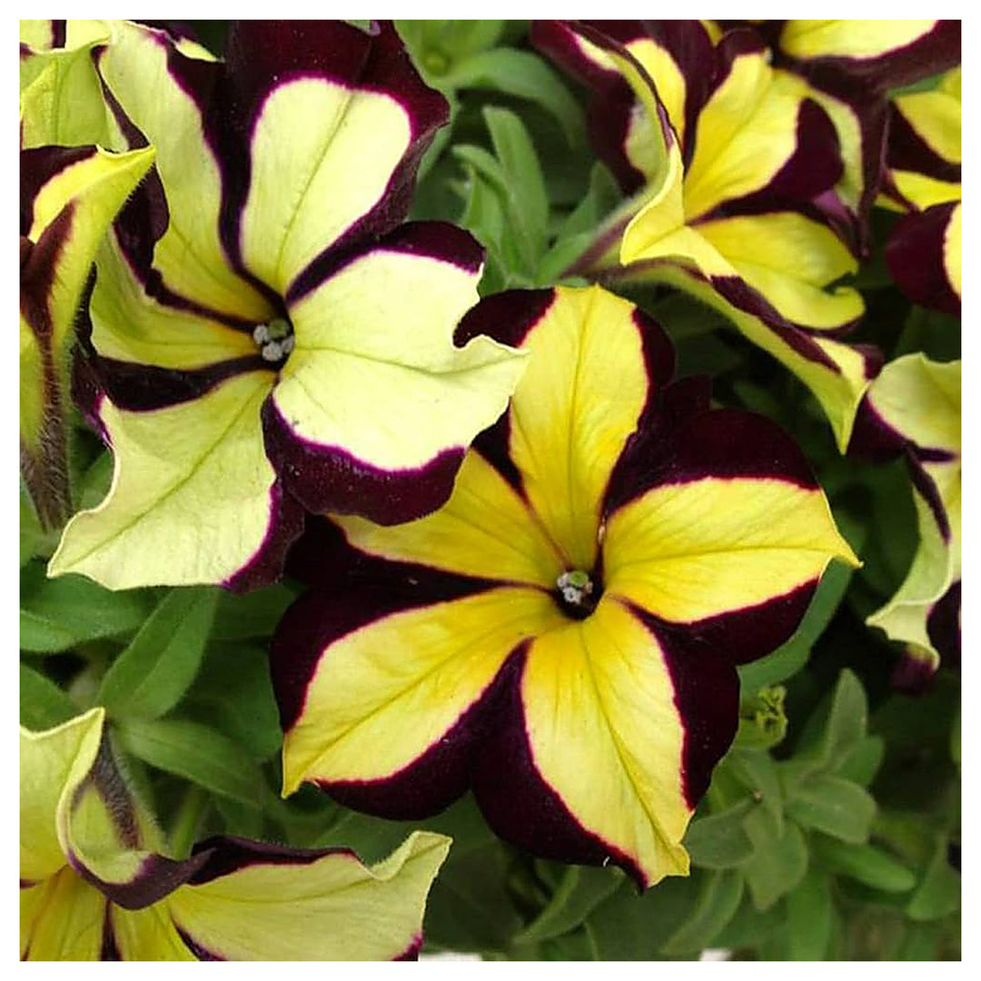 Chocolate Petunia Flower Seeds for Planting – Heirloom Non-GMO | High Germination Organic Garden Seeds | Neera Seeds product photo [neera-v4-969b93eb453a85319822]