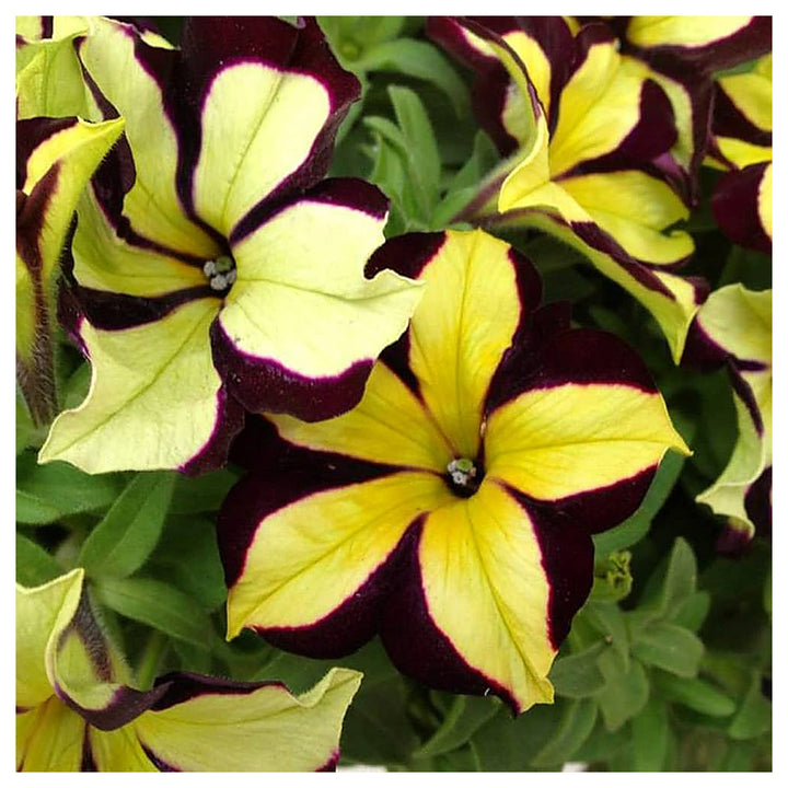 Chocolate Petunia Flower Seeds for Planting – Heirloom Non-GMO | High Germination Organic Garden Seeds | Neera Seeds product photo [neera-v4-969b93eb453a85319822]