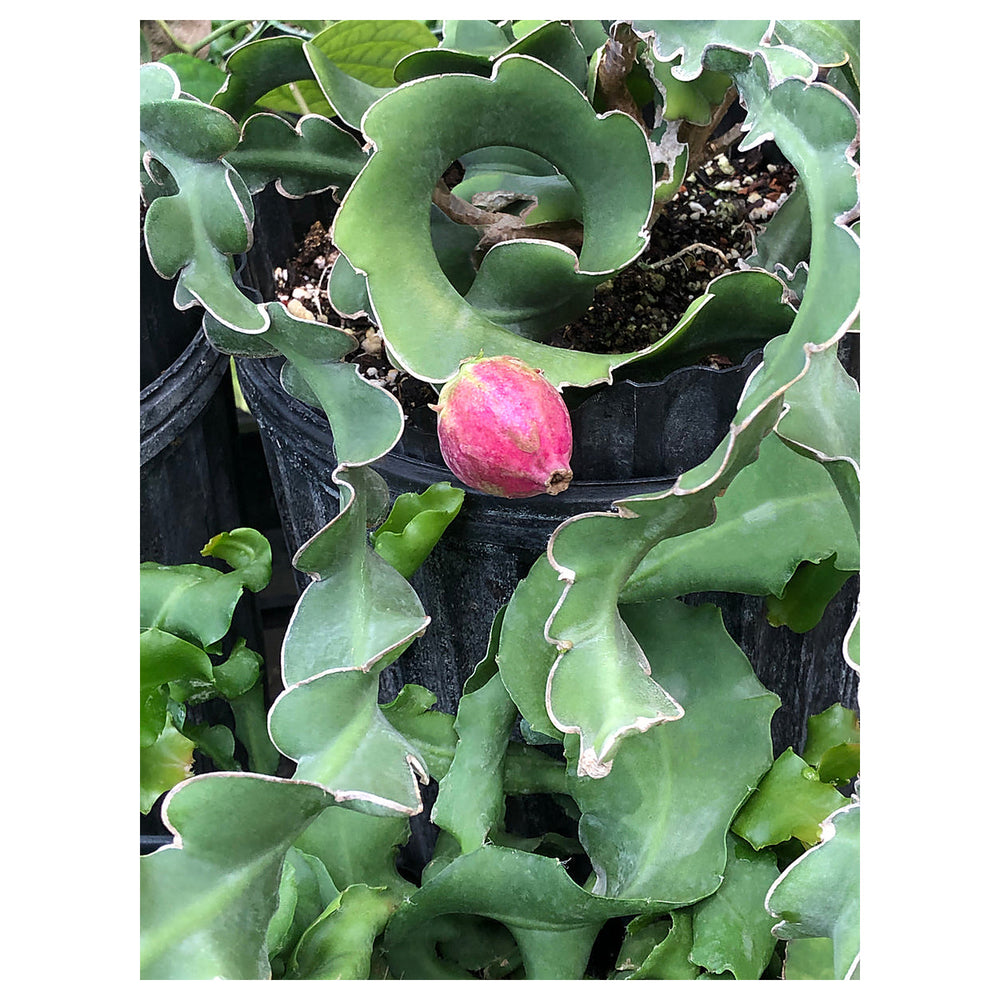 Guatemalan Monstrose Plant Seeds for Planting – Exotic Ornamental Cactus Variety | Neera Seeds product photo [neera-v4-96a388e8e4c6ce5c0f73]
