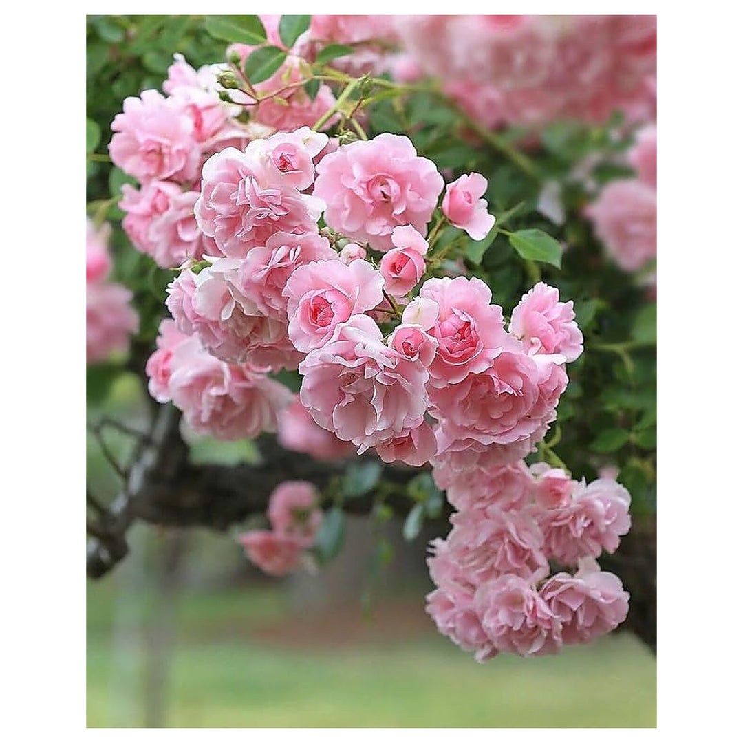 Pink Climbing Rose Double Blooming Perennial Rose Flower Seeds for Home Garden Planting, Exotic | Neera Seeds product photo [neera-v4-96a6c49562e736d5b342]