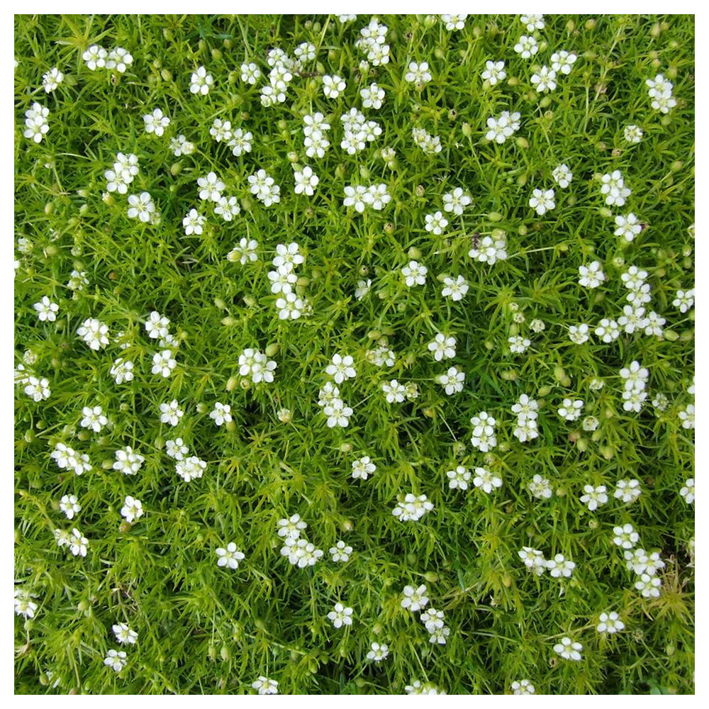 White Sagina Subulata Flower Seeds for Planting – Low-Growing Ground Cover | Neera Seeds product photo [neera-v4-96a8ad5fd7a66b268b5c]