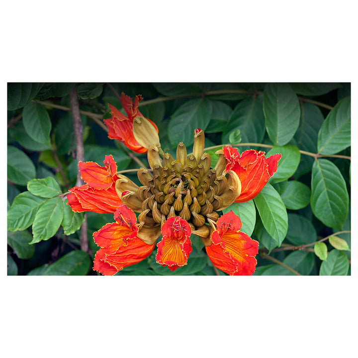 Heirloom Non-GMO Tulip Tree Flower Seeds for Planting – Rare Ornamental Flower Seeds | Neera Seeds product photo [neera-v4-96a8c7a516a5e2abbfb9]