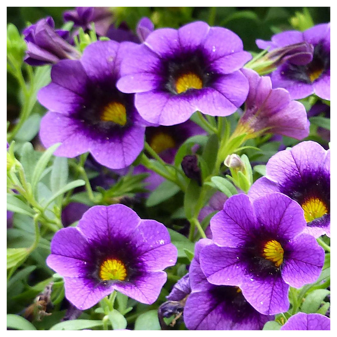 Heirloom Purple Calibrachoa Flower Seeds for Planting - Non-GMO, High Germination Organic Garden Blooming Seeds | Neera Seeds product photo [neera-v4-96a8e298fd6032699aef]