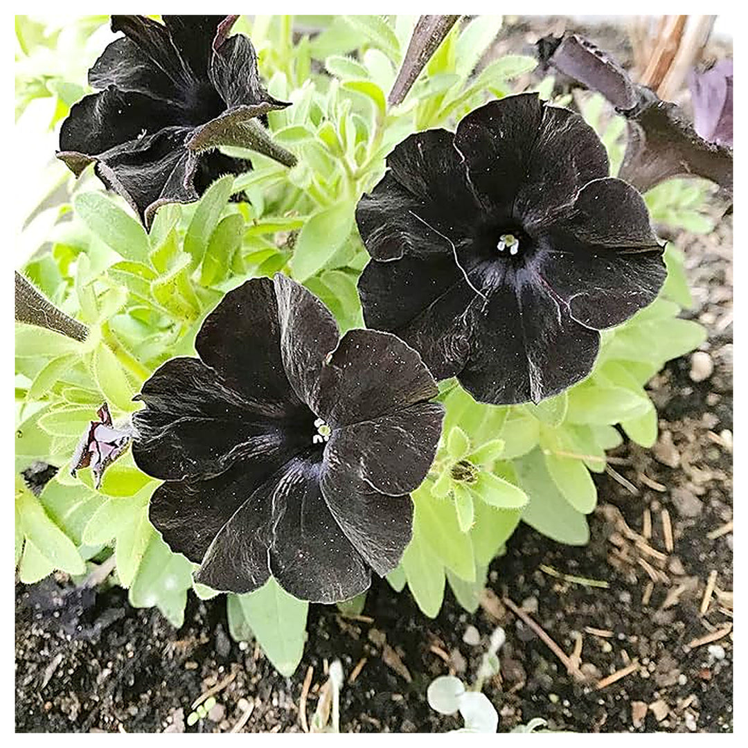 Black Petunia Flower Seeds for Garden Planting - Heirloom, NON-GMO Seeds - Easy to Grow Blooms | Neera Seeds product photo [neera-v4-96b31bac67e2b9c0ce50]
