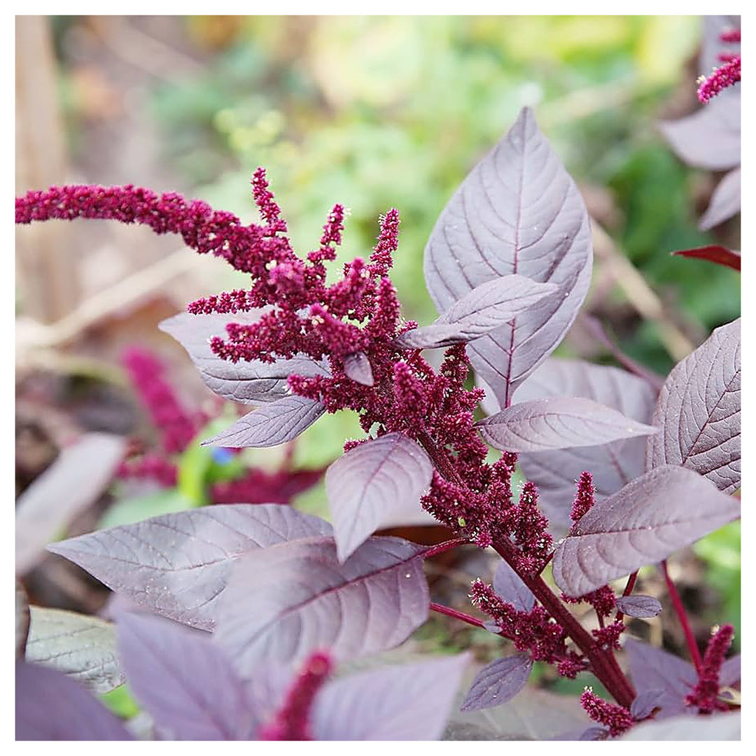 Orange Giant Amaranth Amaranthus Cruentus Variety For Planting In Flower Bed Or Garden Border | Neera Seeds product photo [neera-v4-96bdfca2455a28dbe0a9]