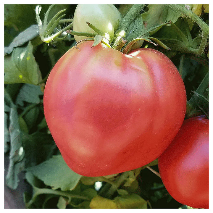 Heirloom Red Oxheart Tomato Seeds for Planting – Non-GMO, Organic Garden Seeds, High Germination Vegetable Seeds | Neera Seeds product photo [neera-v4-96c655ec75238e9191cf]
