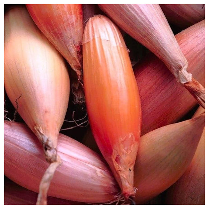 Onion Shallots (Scallions) Vegetable Seeds for Planting – Heirloom, Non-GMO, Organic Garden Seeds | Neera Seeds product photo [neera-v4-96e35b2819abe20660be]