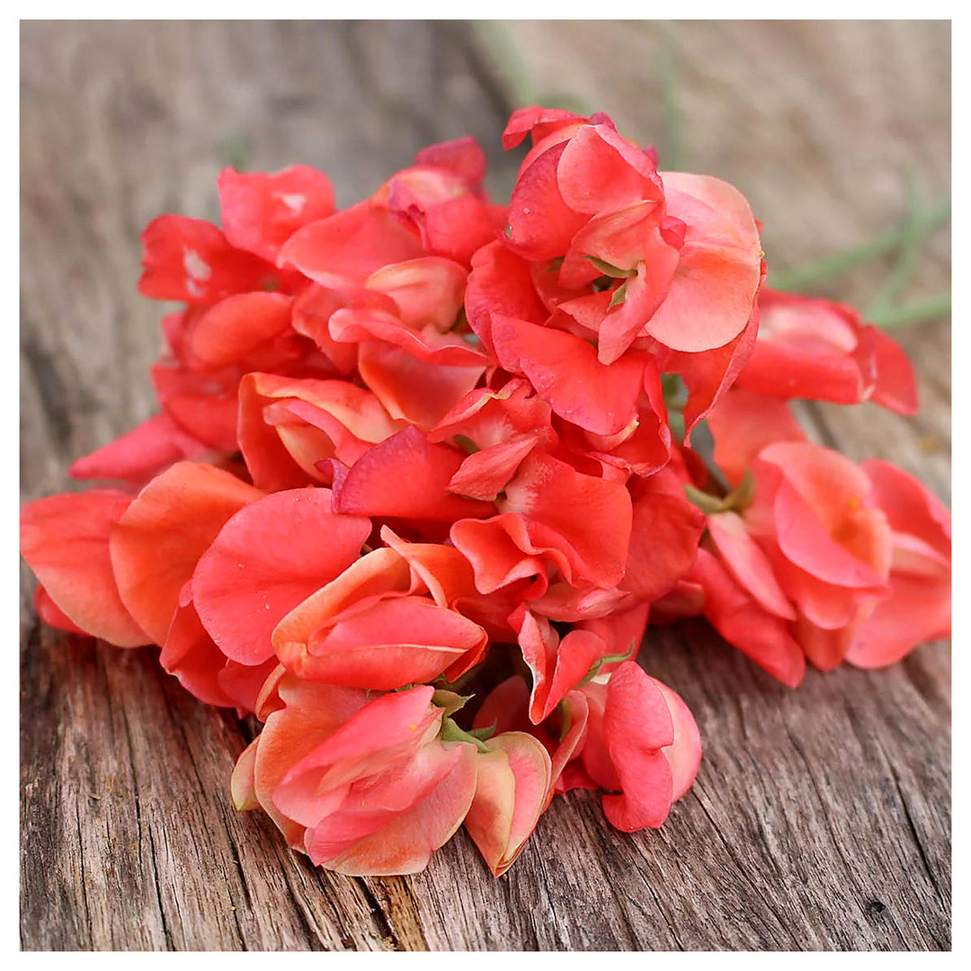Orange Sweet Pea Flower Seeds for Planting – Heirloom, Non-GMO, High Germination Climbing Garden Seeds | Neera Seeds product photo [neera-v4-96fb4c59a48569292e22]