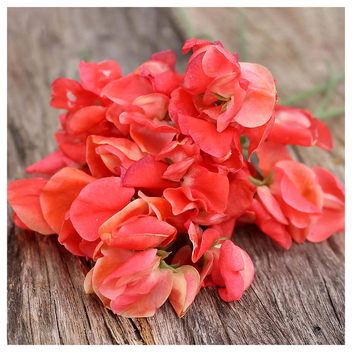 Orange Sweet Pea Flower Seeds for Planting – Heirloom, Non-GMO, High Germination Climbing Garden Seeds | Neera Seeds product photo [neera-v4-96fb4c59a48569292e22]