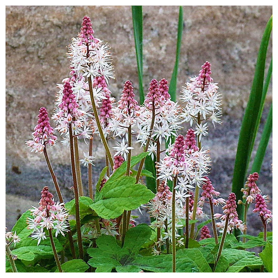 Heirloom Non-GMO Pink White Tiarella Flower Seeds for Planting – Delicate Blooms for Shaded Garden Borders | Neera Seeds product photo [neera-v4-9702aec5b5a4d611cf4e]