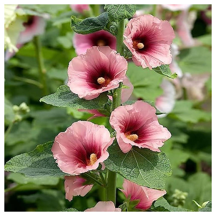 Pink Red Yellow Organic Hollyhock Mix Beautiful Garden Flowers Flower Seeds Home Garden | Neera Seeds product photo [neera-v4-970b5b135f60ea650f53]
