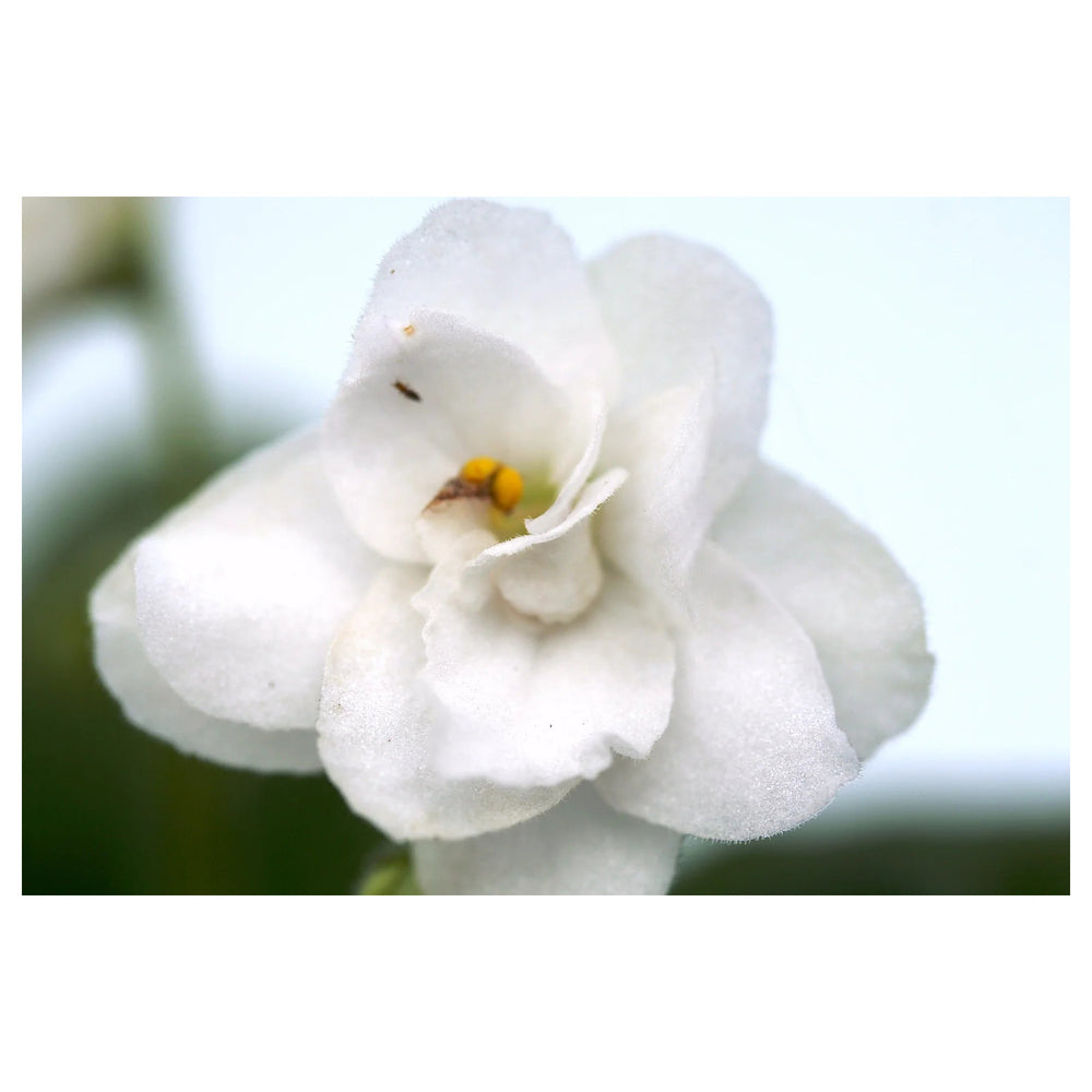Heirloom White Saintpaulia Flower Seeds for Planting – Non-GMO, High Germination African Violet Garden Seeds | Neera Seeds product photo [neera-v4-9710d055d9c51675d2e7]