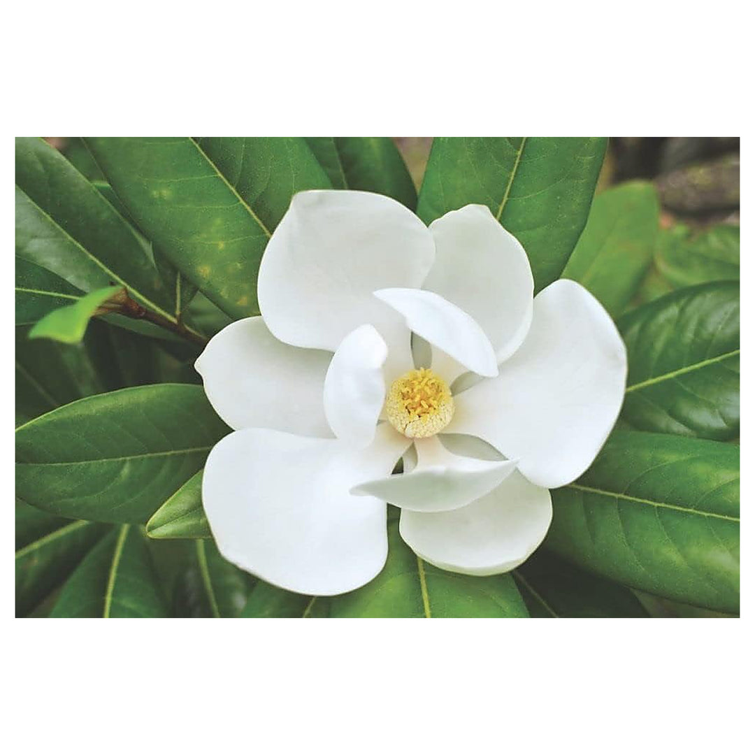 Yulan White Flower Seeds – Heirloom Non-GMO Seeds for Planting | High Germination Organic Garden Seeds | Neera Seeds product photo [neera-v4-971e1988586c1b8807ce]