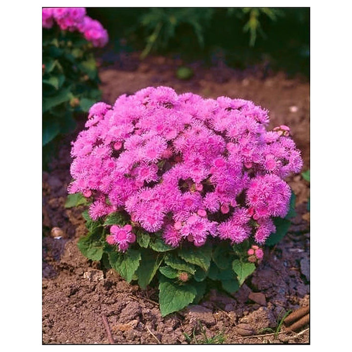 Ageratum Ball Pink Flower Seeds for Planting – Heirloom, Non-GMO, High Germination Organic Garden Seeds | Neera Seeds product photo [neera-v4-971e4d0ac2eec0b6b47f]