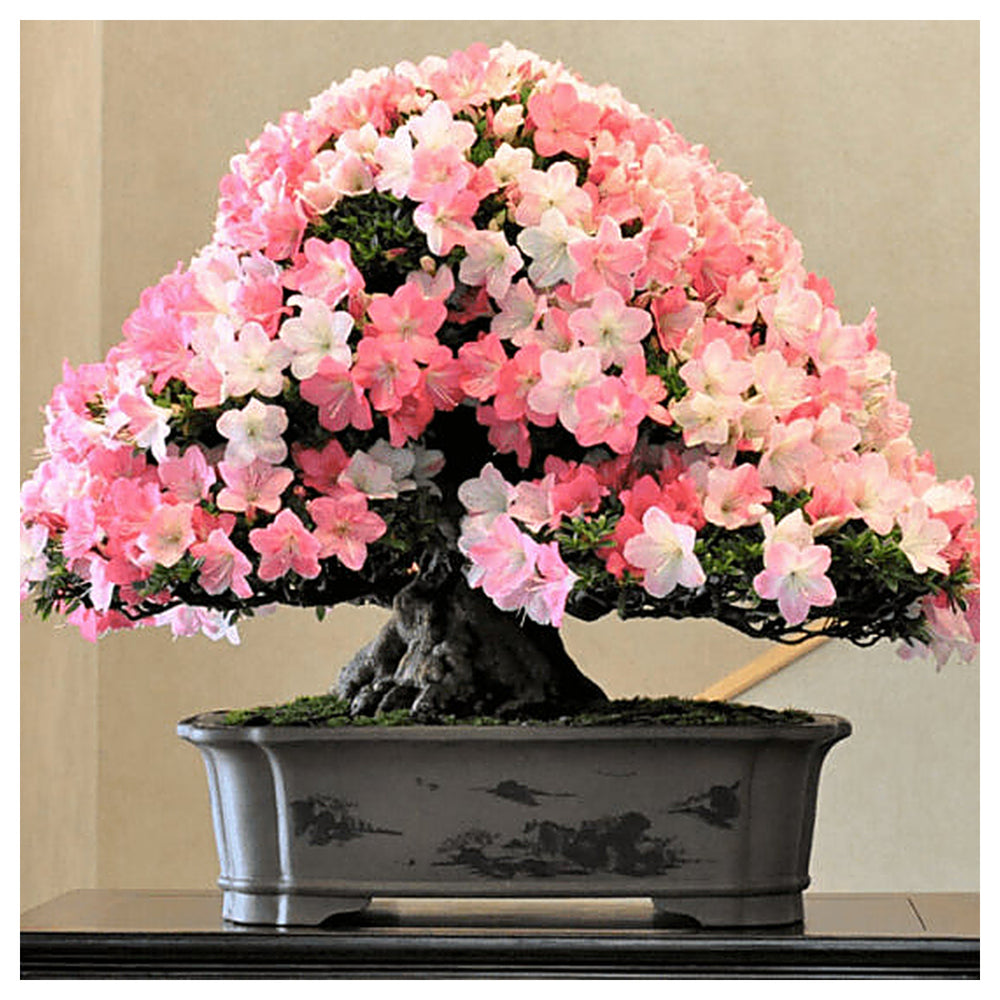 Mixed Satsuki Mischfarben Plant Seeds for Planting | Heirloom Non-GMO High Germination Organic Garden Seeds | Neera Seeds product photo [neera-v4-97274fb97e6ff537207a]