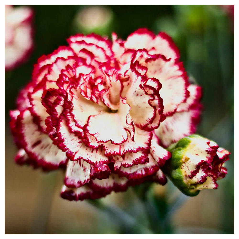 Red Cream Carnation Flower Seeds – Heirloom, Non-GMO, Bi-Color Blooms for Garden Planting | Neera Seeds product photo [neera-v4-9733732e5a92c428e58a]