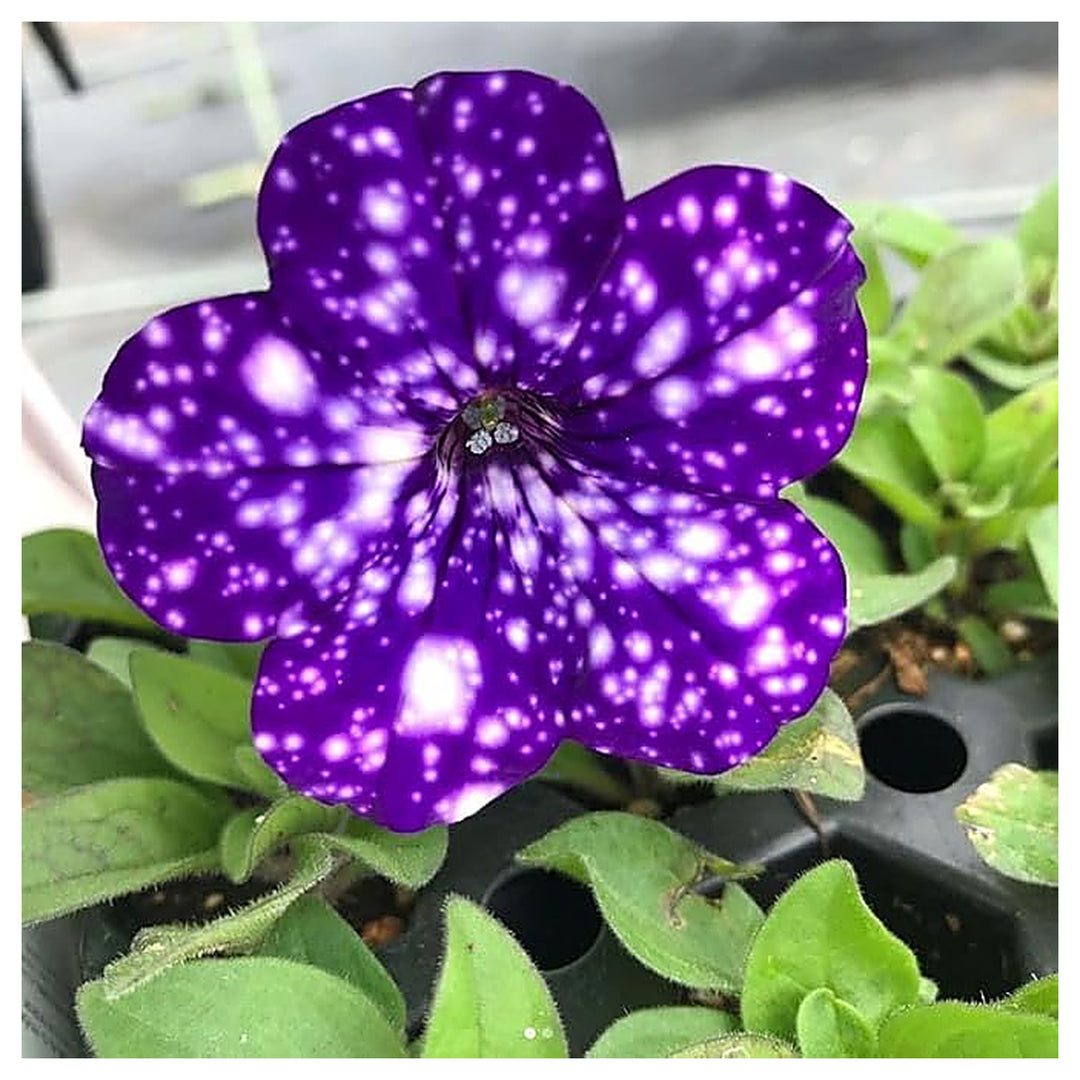 Dotted Violet Petunia Flower Seeds for Planting - Heirloom, NON-GMO, Easy to Grow Garden Blooms | Neera Seeds product photo [neera-v4-97428b3a405126cd9d02]