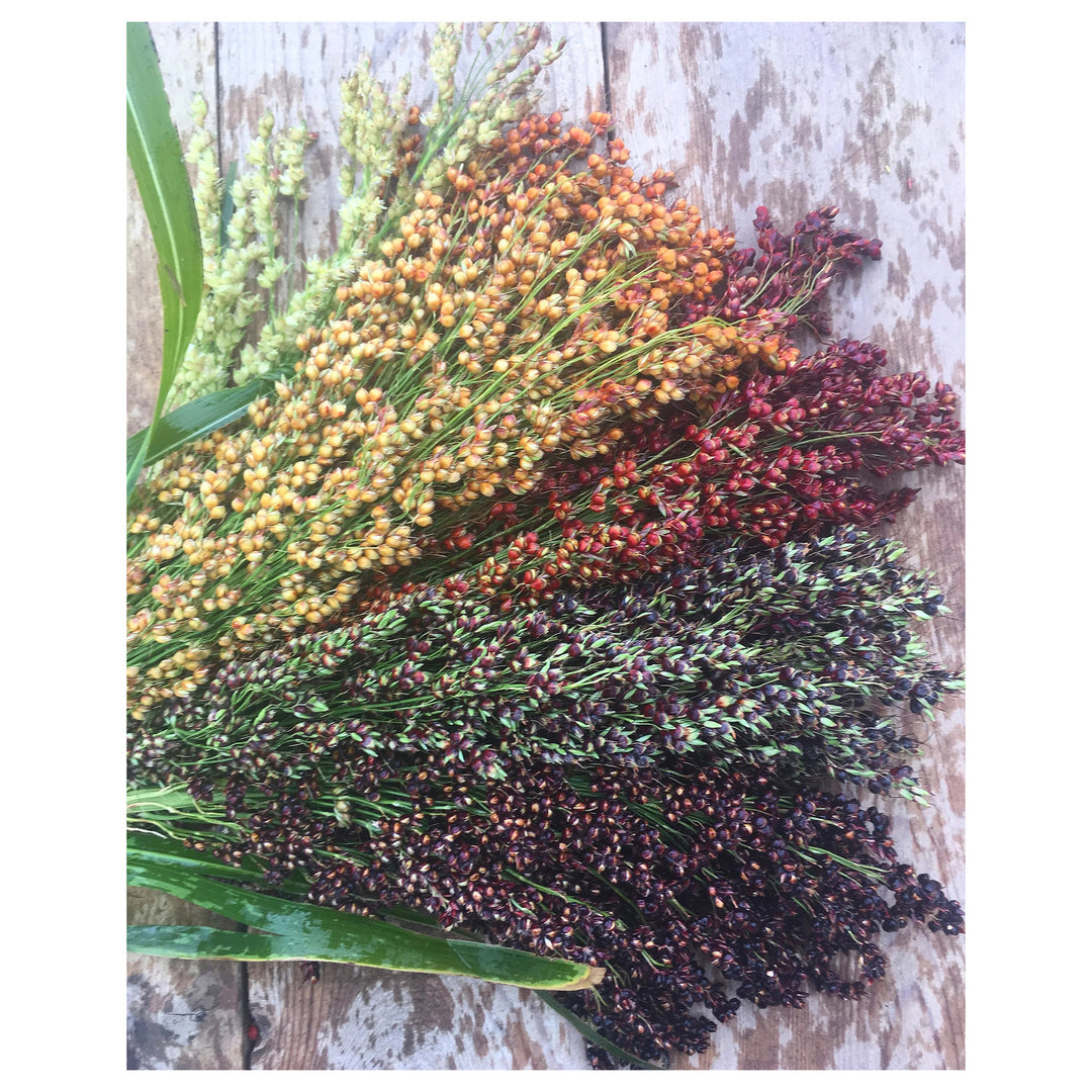 Sorghum Broom Corn Seeds for Planting – Heirloom, Non-GMO Grain &amp; Craft Seeds for Gardens and Homesteads | Neera Seeds product photo [neera-v4-9749036761ab9da2e577]