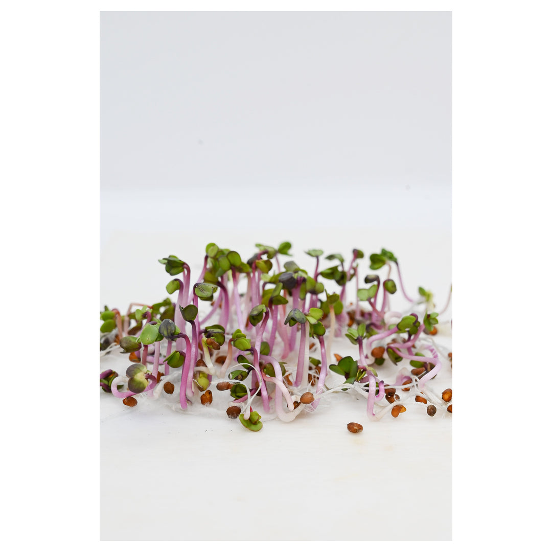 China Rose Rettichsamen For Spicy Flavorful Radishes Flower Seeds for Home Garden Planting, Premium | Neera Seeds product photo [neera-v4-975091384ba852e4c6ae]