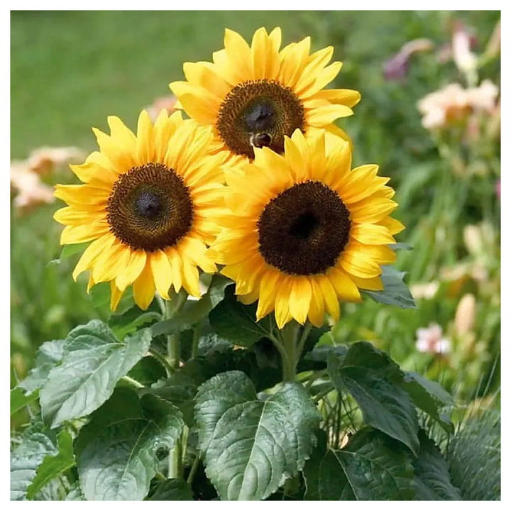 Organic Yellow Sunflower Flower Seeds for Planting – Heirloom, Non-GMO | Neera Seeds product photo [neera-v4-975d6af413f692f74b5c]