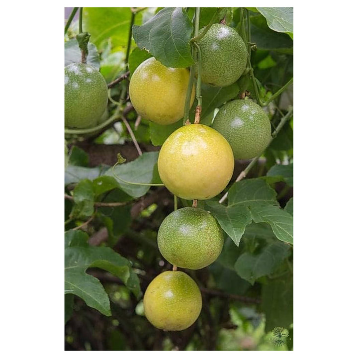 Passiflora Edulis Passion Fruit Seeds for Planting – Green Variety, Heirloom &amp; Non-GMO Seeds for Tropical Gardens | Neera Seeds product photo [neera-v4-976349be6dfecac911b7]