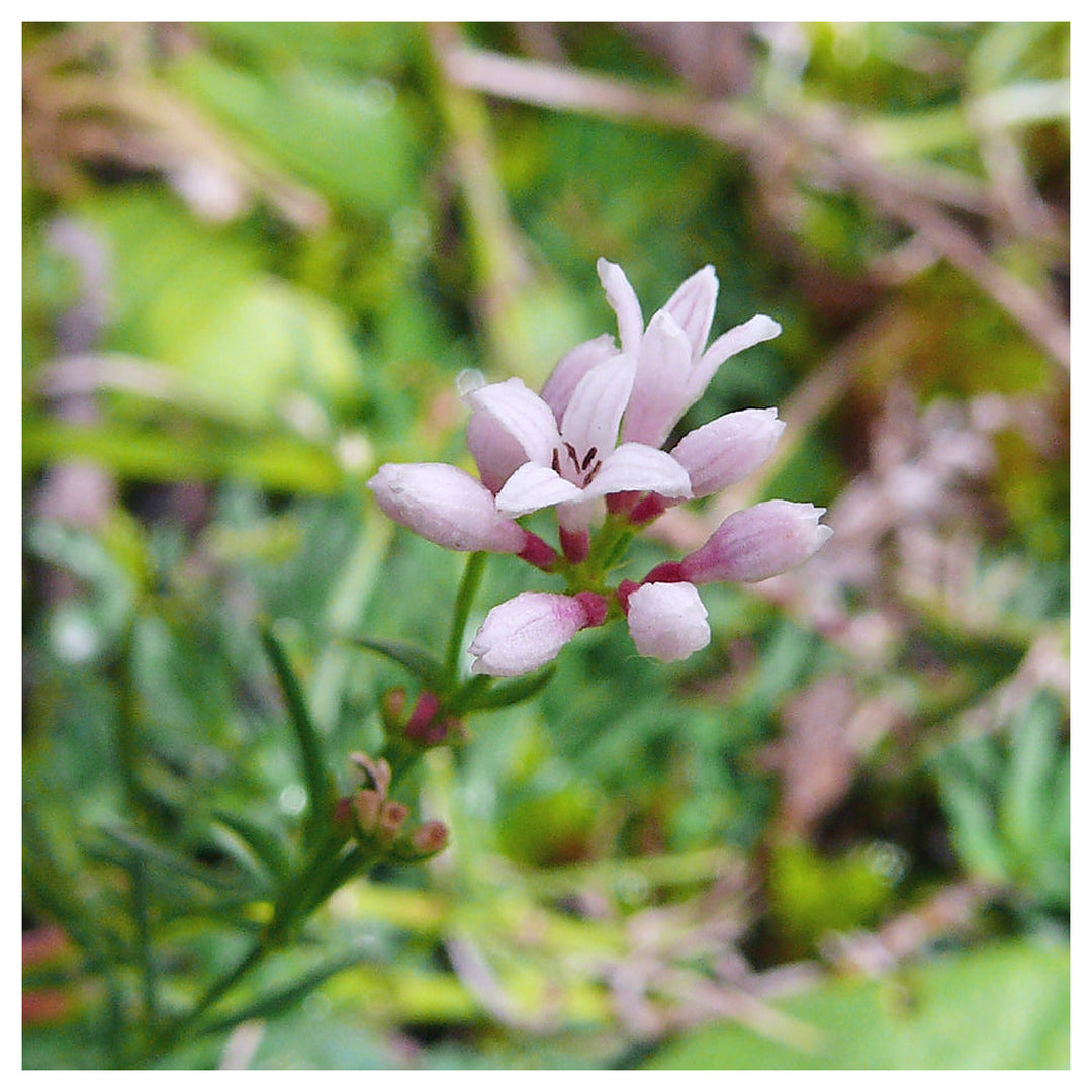 Heirloom Non-GMO Pink Woodruff Flower Seeds for Planting – Fragrant Shade-Loving Garden Blooms | Neera Seeds product photo [neera-v4-9778cfc0778f0e025ae5]
