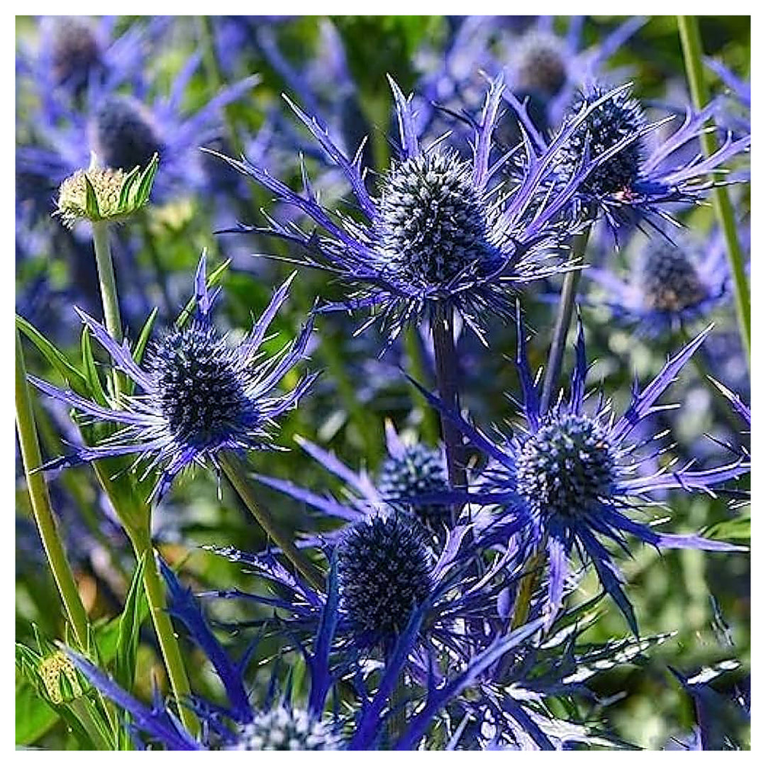 Holly Flower Seeds for Planting - 100 pcs | Neera Seeds product photo [neera-v4-97a571fa0a50093c2724]