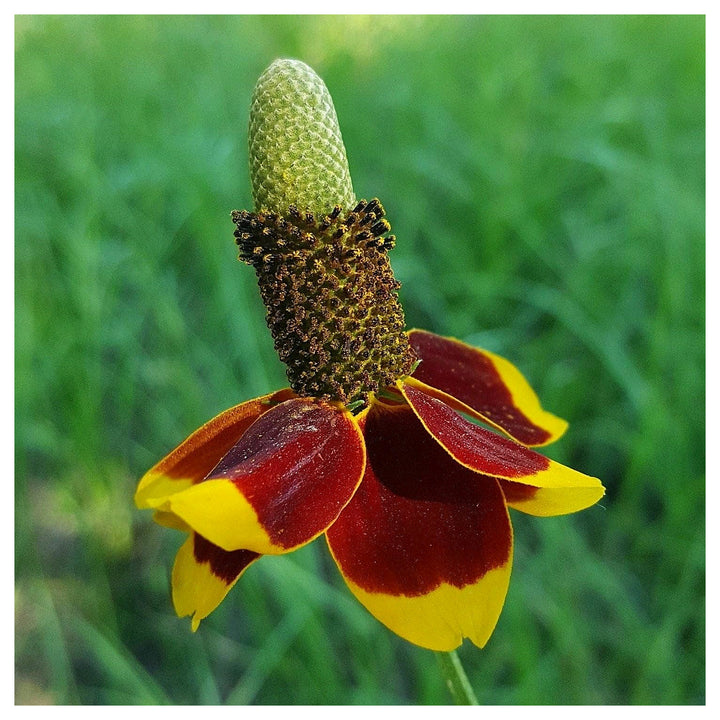 Heirloom Hat Coneflower Seeds Non-GMO for Garden Planting Vibrant Drought-Tolerant Blooms | Neera Seeds product photo [neera-v4-97a8ecdf279bad963357]