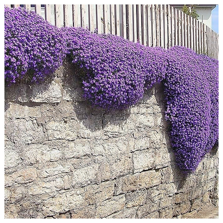 Heirloom Non-GMO Thymus Serpyllum Flower Seeds for Planting – Creeping Thyme Ground Cover | Neera Seeds product photo [neera-v4-97b478b0f0e4e00d883d]