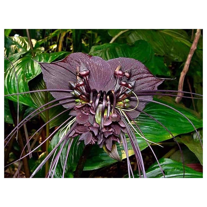 Black Tacca Chantrieri Plant Seeds – Heirloom Non-GMO Bat Flower Seeds for Exotic Tropical Gardens | Neera Seeds product photo [neera-v4-97b5c529ae804bfdae19]
