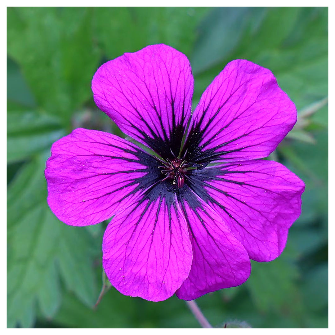 Pink Verbena Rosa Spiers For Bright Verbena Flowers Flower Seeds for Home Garden Planting, Fragrant | Neera Seeds product photo [neera-v4-97c51e708d3292273b98]