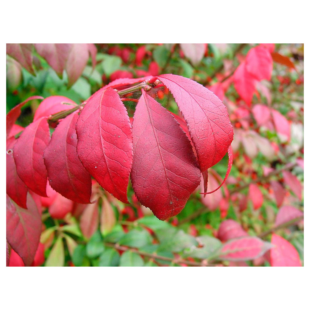 Organic Red Burning Bush Flower Seeds for Planting – Heirloom, Non-GMO | Neera Seeds product photo [neera-v4-97c8e8ef37cbcfda5179]
