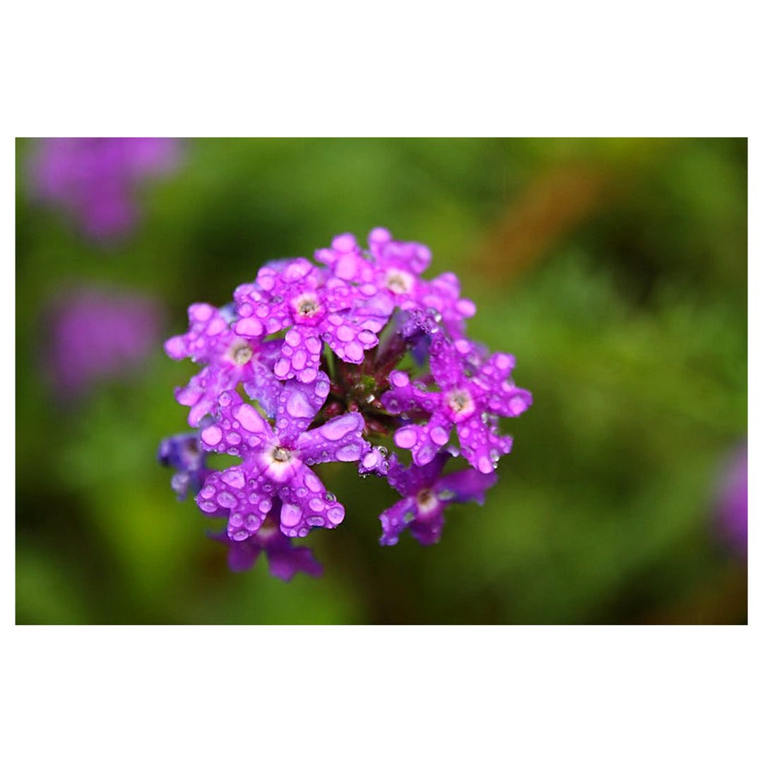 Organic Violet Moss Verbena Flower Seeds for Planting – Heirloom Non-GMO High Germination Garden Seeds | Neera Seeds product photo [neera-v4-97cdc64e5364ca5cd638]