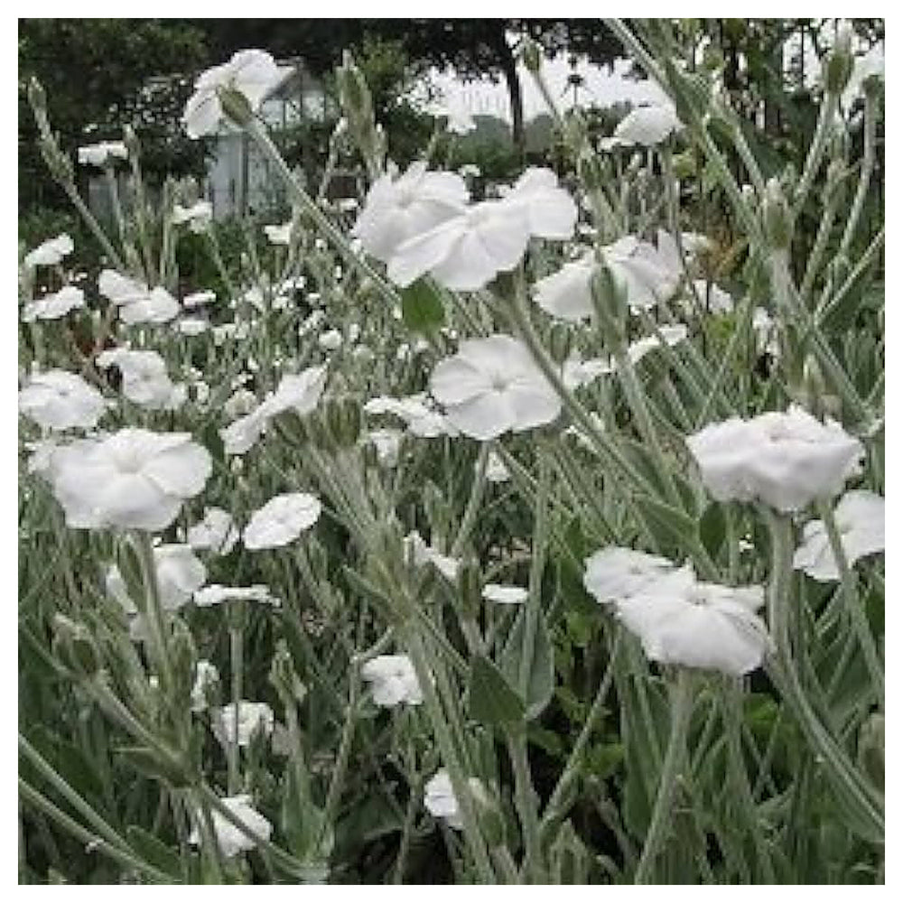 Alba Lychnis Coronaria Flower For Planting Flower Seeds for Home Garden Planting, Ornamental | Neera Seeds product photo [neera-v4-97db552441b709a762a8]