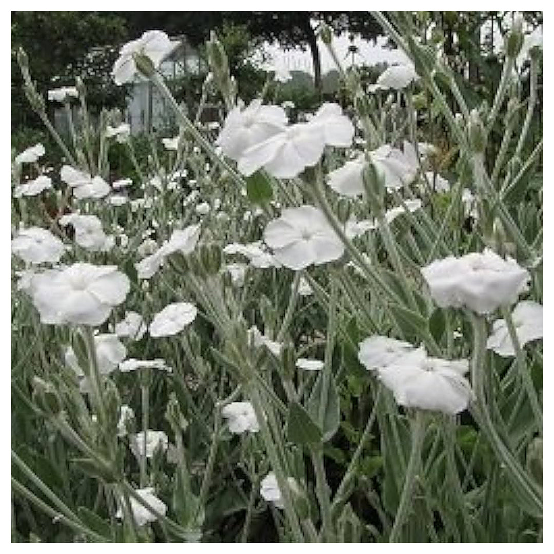 Alba Lychnis Coronaria Flower For Planting Flower Seeds for Home Garden Planting, Ornamental | Neera Seeds product photo [neera-v4-97db552441b709a762a8]