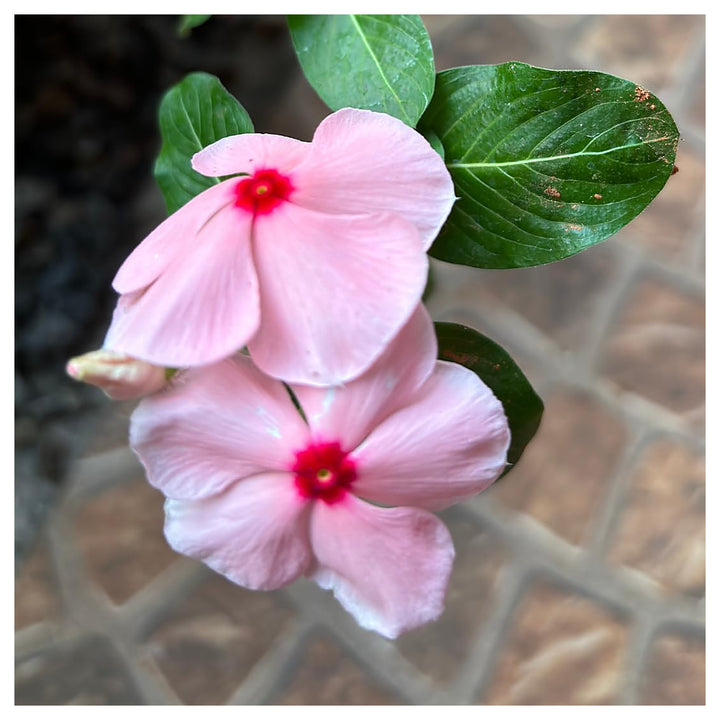 Heirloom Periwinkle (Vinca) Baby Pink Flower Seeds – Non-GMO, High Germination Organic Garden Seeds | Neera Seeds product photo [neera-v4-97dfbefbdcffaa461ad8]